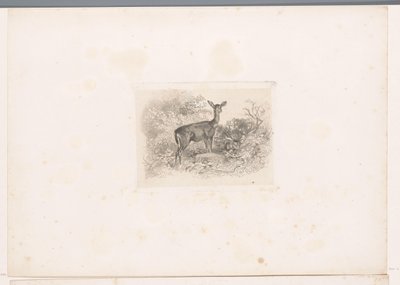 Hindu i skogen Landskap med dyr (serietittel) av Karl Bodmer