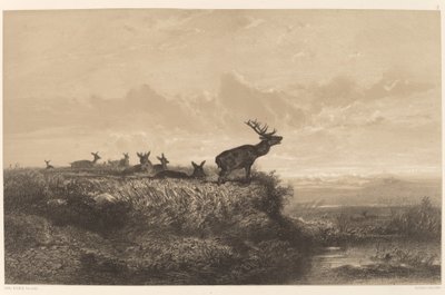 Morgenen. Hjort og hinds av Karl Bodmer