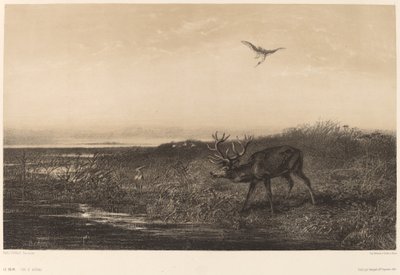 Kvelden. Hjort og hegre. av Karl Bodmer