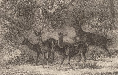 Flokken. av Karl Bodmer