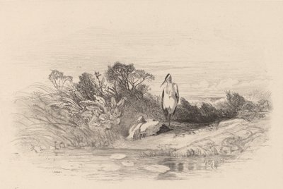De to hegre. av Karl Bodmer