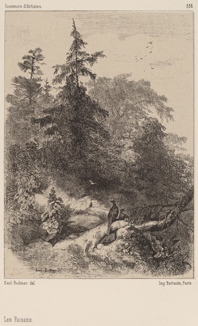 Fasanene. av Karl Bodmer