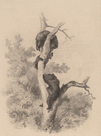 Bjørnene. av Karl Bodmer