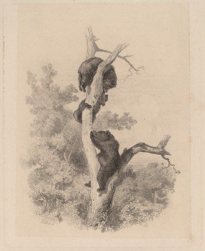 Bjørnene av Karl Bodmer