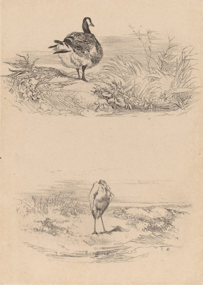 Hei, Heron. av Karl Bodmer
