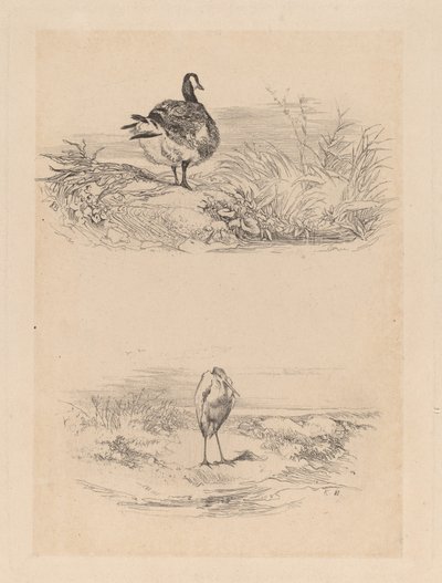 Hei, Heron av Karl Bodmer
