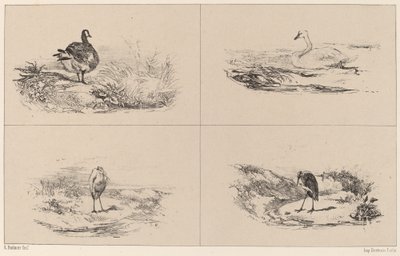 Gjess, svaner, hegre. av Karl Bodmer