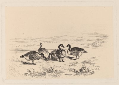 bramgås av Karl Bodmer