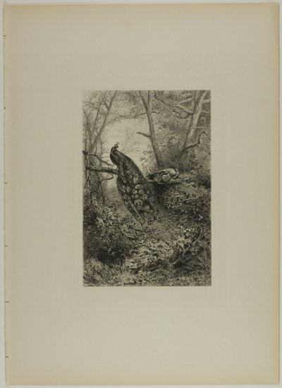 Påfugler på en gren av Karl Bodmer