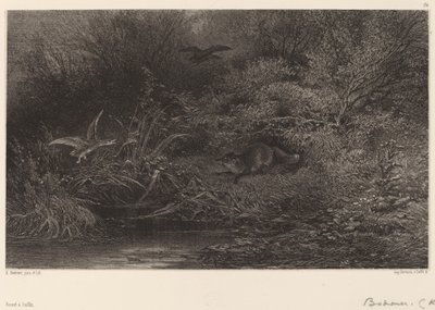 Rev på jakt. av Karl Bodmer