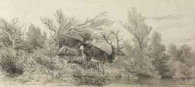  av Karl Bodmer