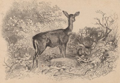 En doe. av Karl Bodmer
