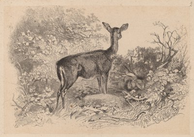 En doe av Karl Bodmer