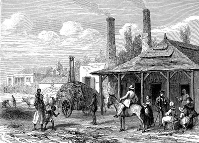 Sukkerplante på Mauritius i 1863. Le T du Monde Paris 1863 Utgiver av Karl Girardet