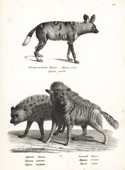 Afrikansk villhund, Lycaon pictus, truet, flekket hyene, Crocuta crocuta og stripet hyene, Hyaena hyena. Litografi av Karl Joseph Brodtmann fra Heinrich Rudolf Schinz