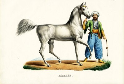 Arabisk hest, 1824 av Karl Joseph Brodtmann