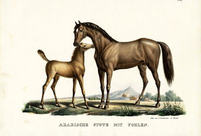 Arabisk hest med fugl, 1824 av Karl Joseph Brodtmann