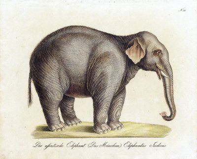 Asiatisk elefant (hann) (trykk) av Karl Joseph Brodtmann