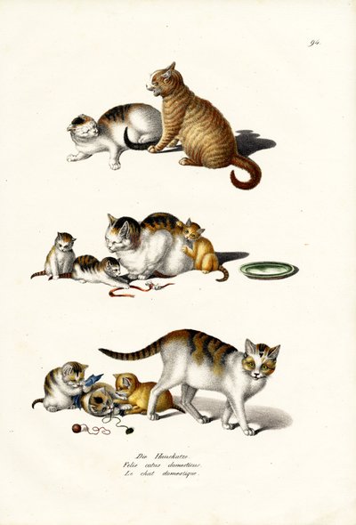 Huskatter, 1824 av Karl Joseph Brodtmann