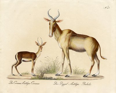Dorcas Gazelle og Nilgai (trykk) av Karl Joseph Brodtmann