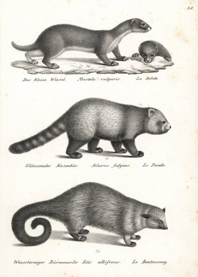Minst vesel, Mustela nivalis 1, rød panda, Ailurus fulgens 2, sårbar, og bjørnekatt, Arctictis binturong 3, sårbar. Litografi av Karl Joseph Brodtmann fra Heinrich Rudolf Schinz