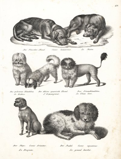 Lurcher- eller matinhund, Canis laniarius, Bichon, spansk hund, Chow Chow, Pug-hund, Canis fricator og puddel- eller vannjakthund, Canis aquaticus. Litografi av Karl Joseph Brodtmann fra Heinrich Rudolf Schinz