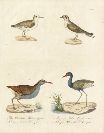 Phalarope, Tern, Jacana og Vannrille (trykk) av Karl Joseph Brodtmann