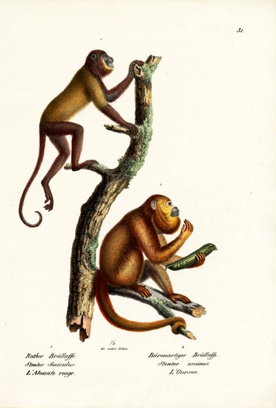 Red Howler Monkeys, 1824 av Karl Joseph Brodtmann