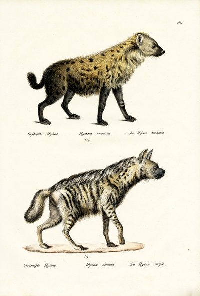 Spotted Hyaena, 1824 av Karl Joseph Brodtmann