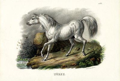 Tyrkisk hest, 1824 av Karl Joseph Brodtmann