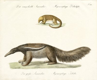 To-tået og kjempemaursluker (trykk) av Karl Joseph Brodtmann