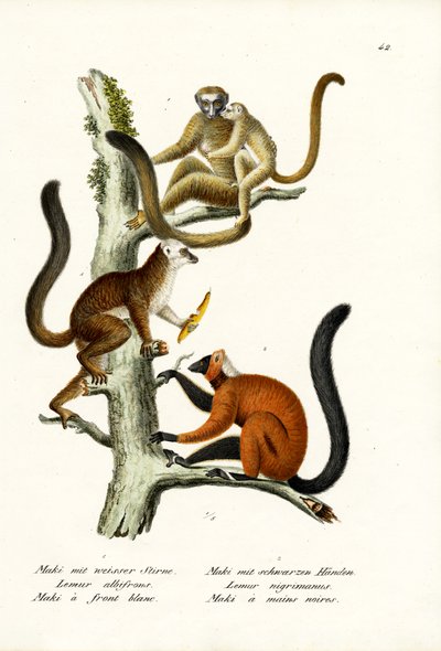 Lemur med hvit front, 1824 av Karl Joseph Brodtmann