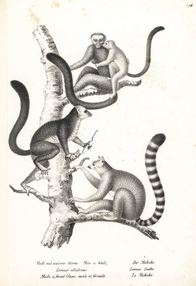 Hvithodelemur, Eulemur albifrons, hann og hunn, truet 1, og ringhalelemur, Lemur catta, truet 2. Litografi av Karl Joseph Brodtmann fra Heinrich Rudolf Schinz