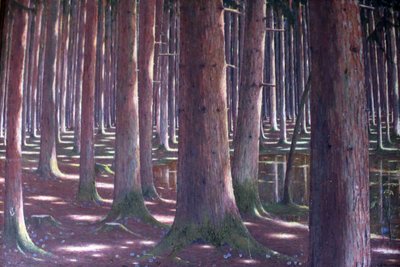Granskog av Karl Lambrecht