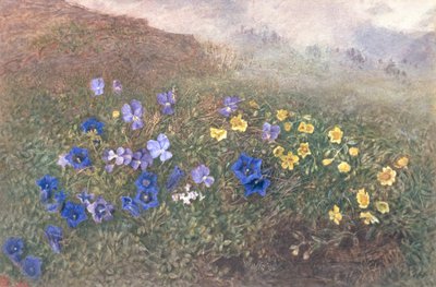 Vårfjellsblomster, 1896 av Kate fl.1873 96 Goodwin