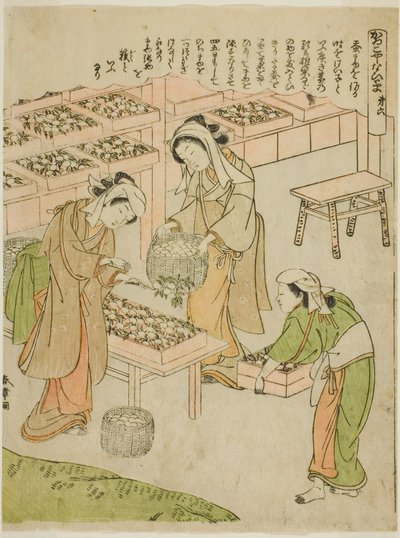 Plate 6 (Undersøkelse av de nylig spunnne kokongene), fra serien "Kaiko Yashinai-gusa" av Katsukawa Shunsho