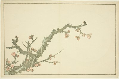 Blooming Plum Tree, fra The Picture Book of Realistic Paintings of Hokusai (Hokusai shashin gafu) av Katsushika Hokusai