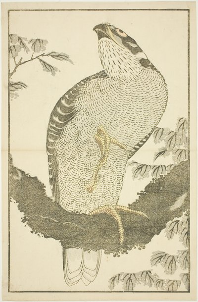 Hawk, fra The Picture Book of Realistic Paintings of Hokusai (Hokusai shashin gafu) av Katsushika Hokusai