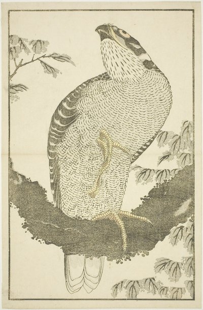 Hawk, fra The Picture Book of Realistic Paintings of Hokusai (Hokusai shashin gafu) av Katsushika Hokusai