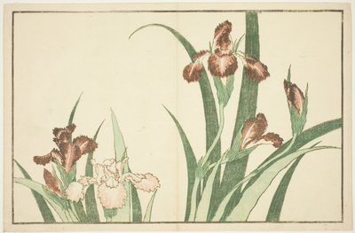 Iris, fra The Picture Book of Realistic Paintings of Hokusai (Hokusai shashin gafu) av Katsushika Hokusai