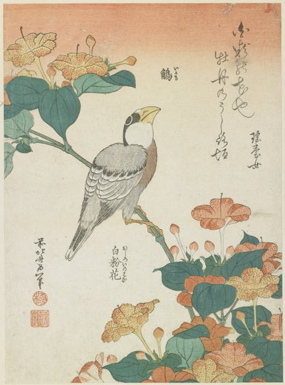 Japansk Grosbeak og Four-o'clocks, ca. 1833 av Katsushika Hokusai
