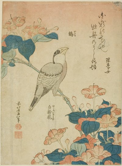 Japanese Grosbeak and Marvel of Peru (Ikaru, oshiroi no hana), fra en serie med blomster og fugler uten tittel av Katsushika Hokusai