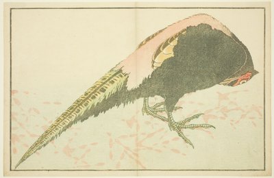 Mannlig fasan, fra The Picture Book of Realistic Paintings of Hokusai (Hokusai shashin gafu) av Katsushika Hokusai