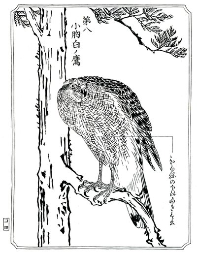 En hauk, 1898. av Kawanabe Kyosai