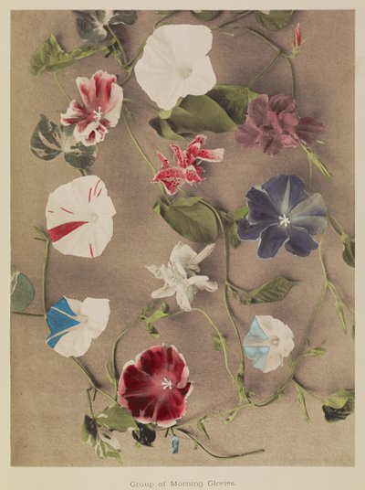 Gruppe med morgenfruer av Kazumasa Ogawa