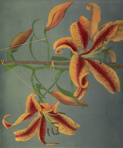 Lily, 1896 (håndfarget collotype) av Kazumasa Ogawa