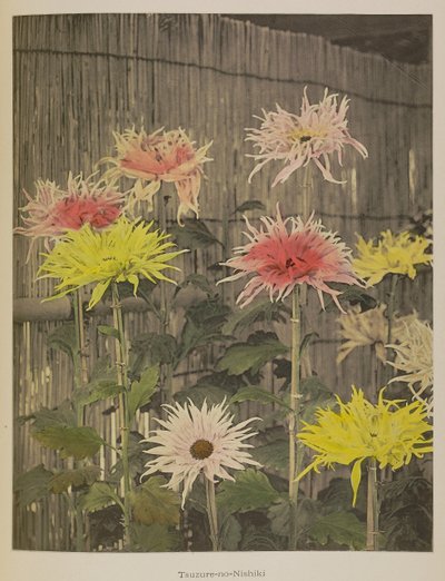 Tsuzure-no-Nishiki av Kazumasa Ogawa