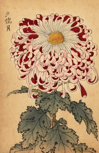 Hybrid crimson og hvit skje krysantemum., 1893 (gravering) av Keika Hasegawa