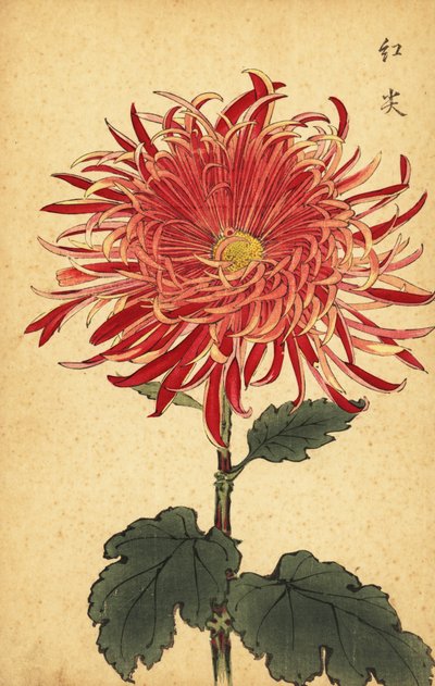 Hybrid rosa og crimson krysantemum., 1893 (gravering) av Keika Hasegawa