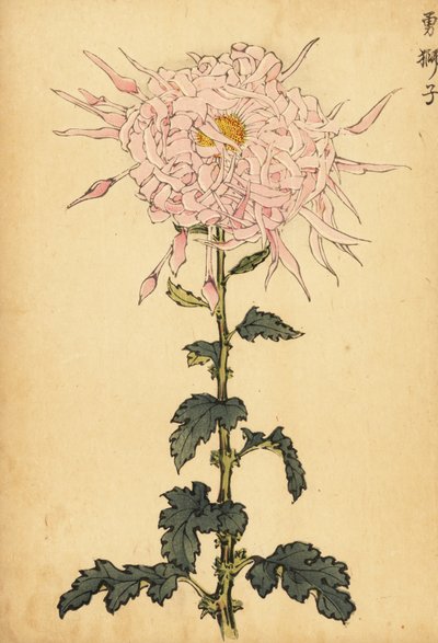 Hybrid rosa edderkoppkrysantemum., 1893 (gravering) av Keika Hasegawa